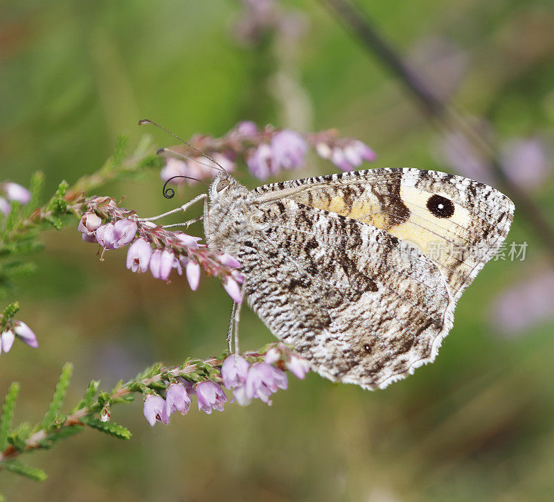 灰蝶(Hipparchia semele)